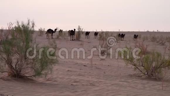 骆驼漫游沙漠视频的预览图
