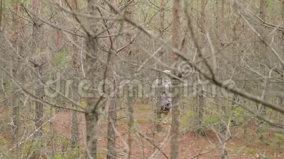 一位带桶的老太太在秋林干树间散步寻找蘑菇视频的预览图