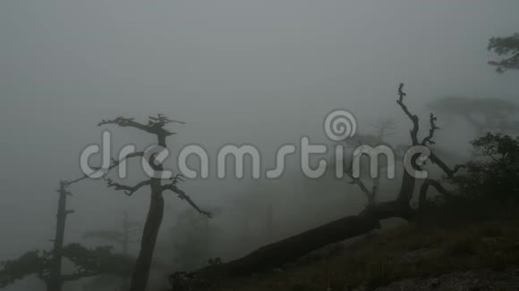 雾蒙蒙的森林视频的预览图