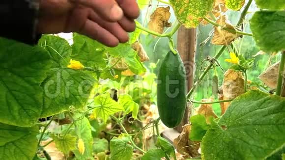 农夫采摘黄瓜新鲜蔬菜视频的预览图
