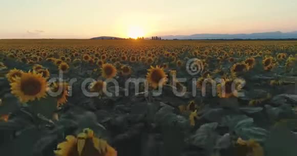 夕阳覆盖着盛开的向日葵在多云的天空下美丽的夏季景观农业视频的预览图
