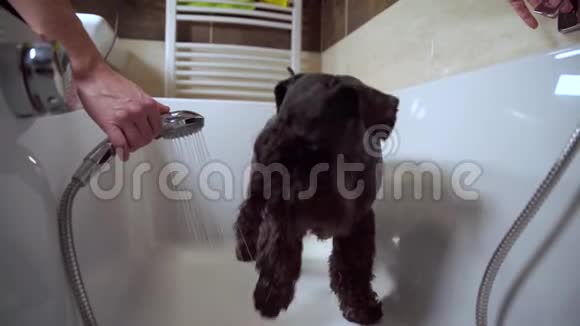 在大自然中散步后在浴缸里沐浴黑狗雪纳器视频的预览图