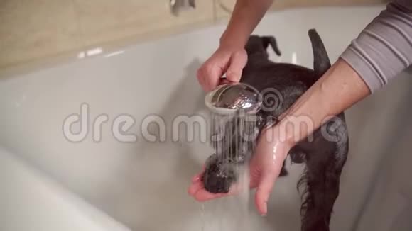 在大自然中散步后在浴缸里沐浴黑狗雪纳器视频的预览图