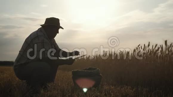 日落时分在麦田里使用现代农业技术的高级农民利用现代农业视频的预览图
