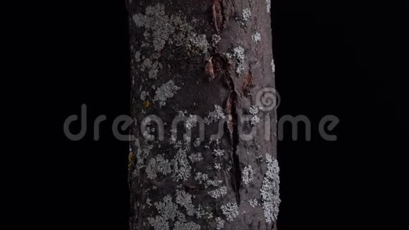 树干上长满了苔藓和地衣旋转树皮纹理隔离在黑色背景上自然视频的预览图