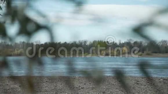 秋天河流穿过柳枝视频的预览图