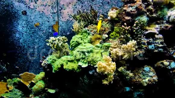 海洋水下海洋环境与海洋水族馆中的黄唐鱼视频的预览图