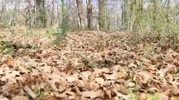 在树林里干燥的叶子之间移动视频的预览图