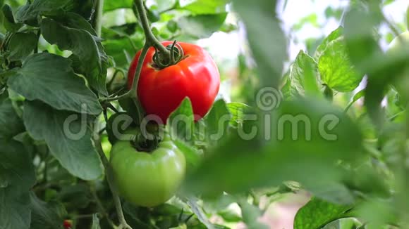 农夫在温室里的植物上采摘西红柿视频的预览图