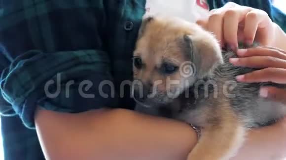 女志愿者特写双手牵着小狗在收容所动物收容所概念视频的预览图