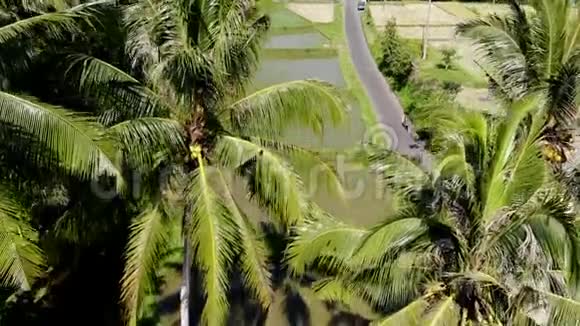 空中无人驾驶飞机拍摄到一对年轻夫妇在稻田上挥舞着高高的手掌摄像机向下移动巴厘岛视频的预览图