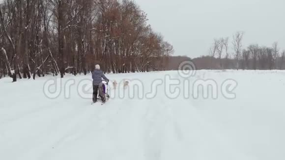 独特的饼干香水哈士奇的背包在雪地上奔跑后面的娱乐人员把他们拉到上面视频的预览图