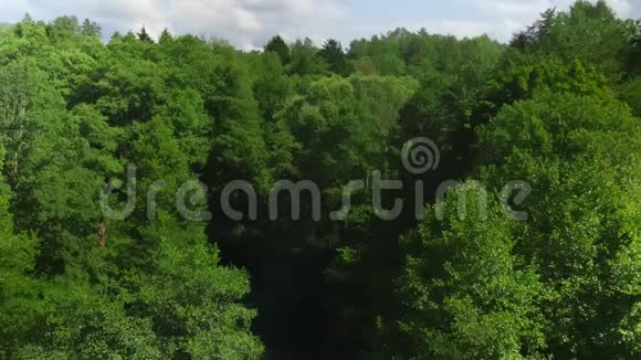 绿色的森林和一棵高大的树对着多云的天空中弹视频的预览图
