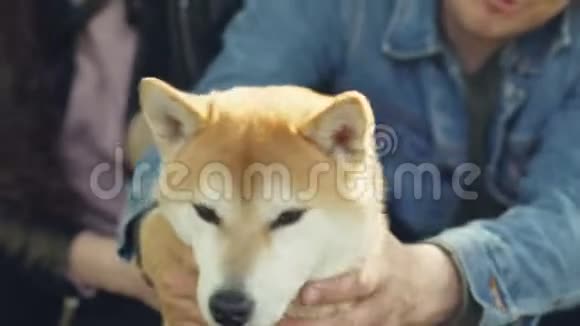 有爱心的石坝犬主人在快乐的动物面前抚摸着它们的宠物抚摸着它的头和脖子视频的预览图