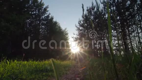 日落时阳光透过树叶照射进来视频的预览图