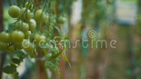 用绿色的西红柿绑在树枝上家庭温室视频的预览图