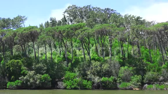 风天气和森林植物视频的预览图