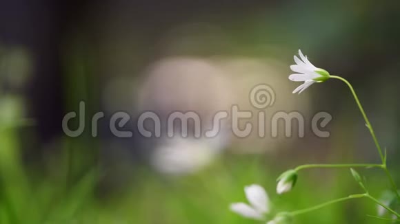 嫩白的花在绿草中在微弱的风中摇曳视频的预览图