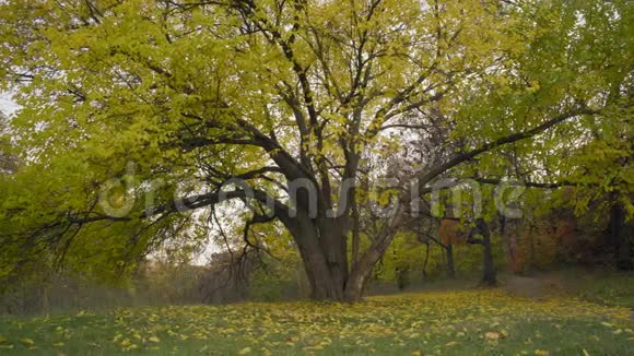 秋天阴天老树下的落叶视频的预览图