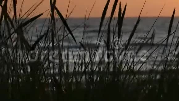 沙丘草的日落剪影视频的预览图