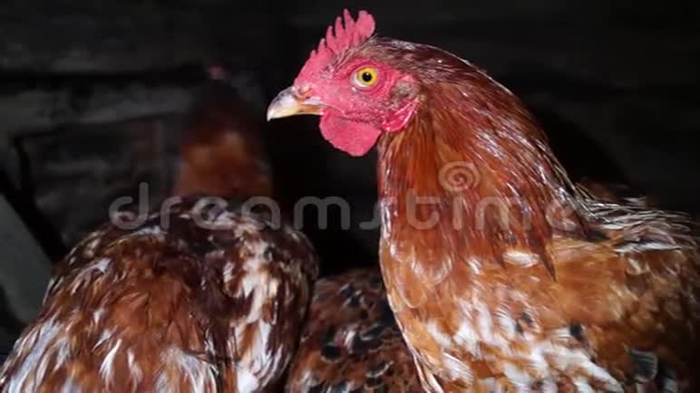 鸡舍里的鸡养鸡场农业视频的预览图