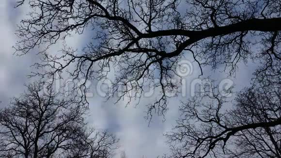 树和移动的云视频的预览图