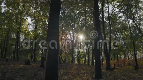 阳光在秋林间打黄道视频的预览图