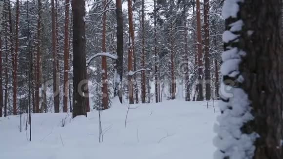 阴天在冬季公园下雪视频的预览图