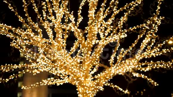 加兰花的树和闪烁的金色灯光在夜晚视频的预览图