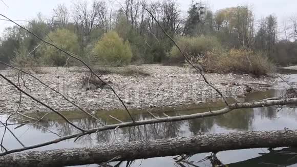 泰加河有倒下的树视频的预览图