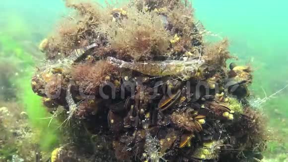 虾藏在贻贝中波罗的海虾海虾棕榈视频的预览图