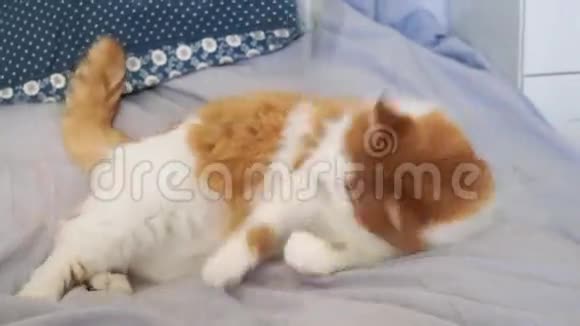 猫在玩棍子视频的预览图
