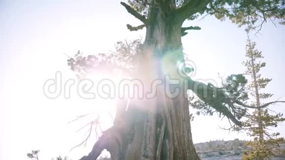 在约塞米蒂国家公园慢动作的阳光透镜耀斑中美丽的低角度观赏令人惊叹的大型古树视频的预览图