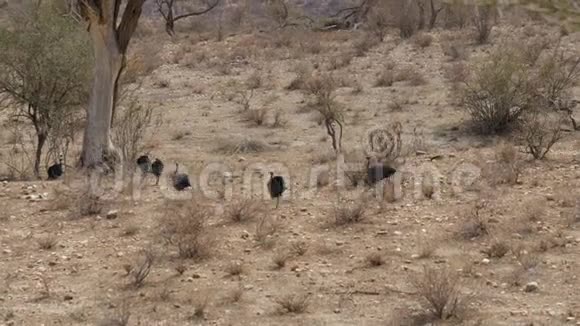 一只又一只向沙漠中的一棵树跑来跑去的兀鹫视频的预览图