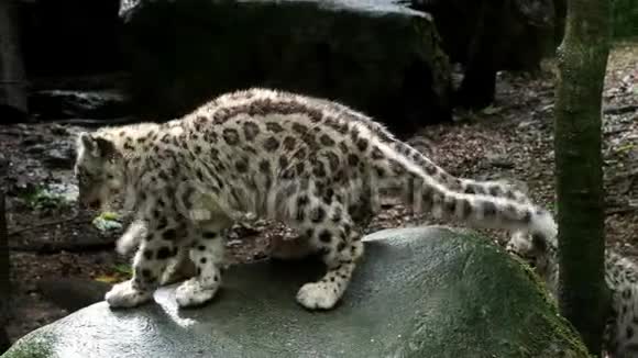 雪豹和小猫视频的预览图