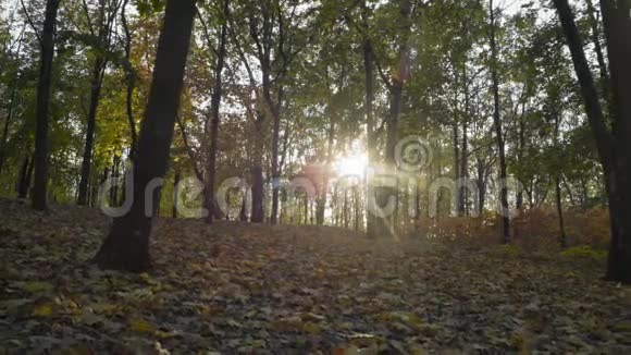 秋天森林晴天的落叶旅行视频的预览图