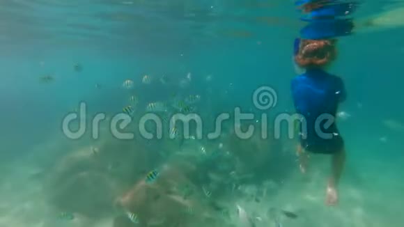 一个小男孩戴着面具潜泳呼吸管在美丽的大海里喂热带鱼慢镜头视频的预览图