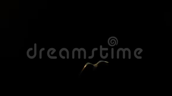 美丽的海鸥缓慢地向相机的虹膜光线飞行视频的预览图
