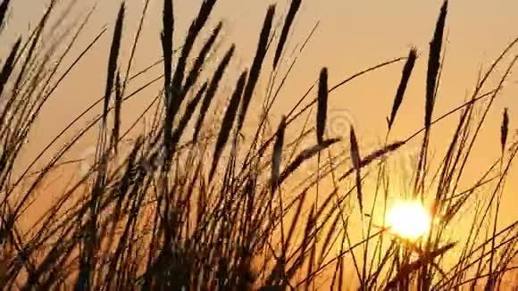 沙丘草的日落剪影视频的预览图