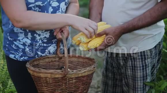 密切拍摄农民夫妻在自家花园收获情况一个男人带了一个女人来清洗玉米头她视频的预览图
