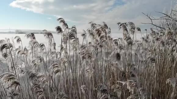 白雪覆盖的澳大利亚芦苇在风中摇曳近在咫尺在水附近长大冬季视频的预览图