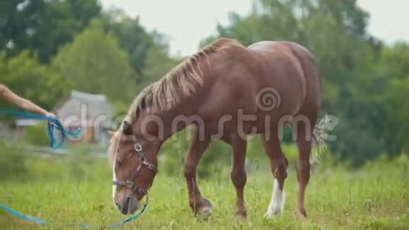 棕色的马吃草在农村散步女人看着她视频的预览图