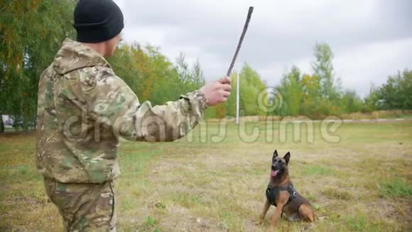 教练抛出棍子训练的牧羊犬抓住它视频的预览图