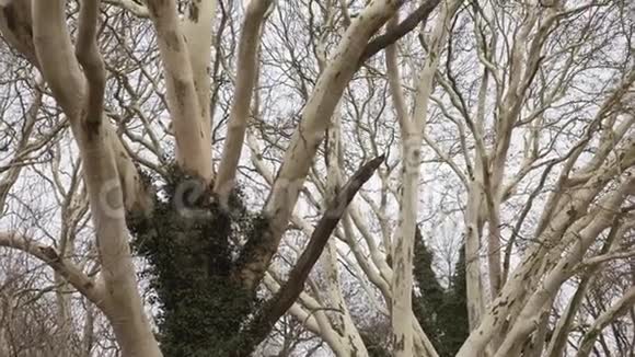 巨大的平面树的树冠从下面看视频的预览图