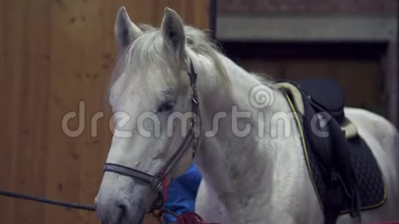 穿着蓝色夹克和运动帽的年轻漂亮女人把马鞍上的带子系紧了系在一匹白马上视频的预览图