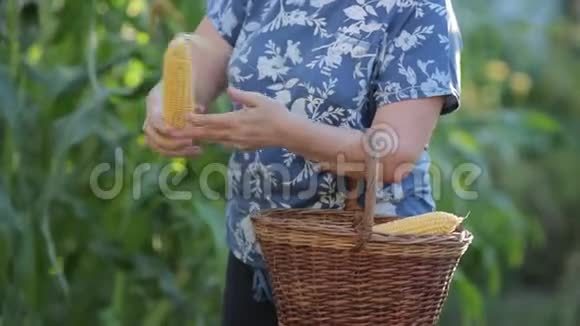 屋主的一个特写镜头来到她的玉米面前采集玉米女人小心翼翼地把摇杆从叶子上弄干净视频的预览图