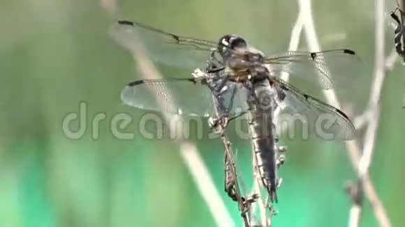 蜻蜓视频的预览图