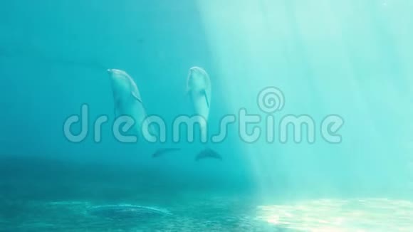海豚在海里游泳视频的预览图