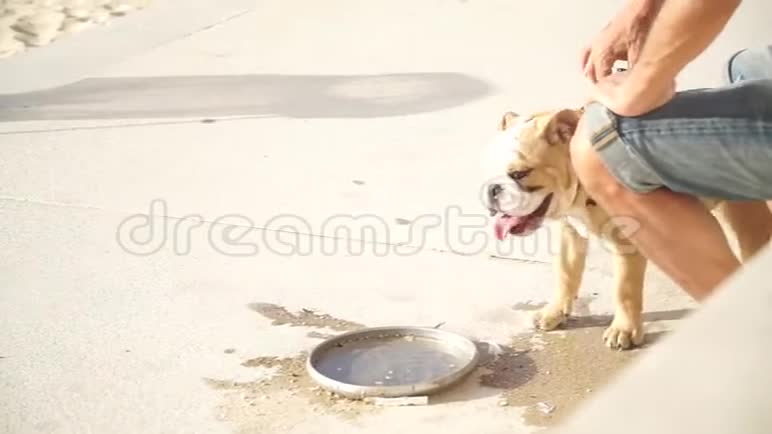 在以色列特拉维夫的海滩上可爱的狗在主人旁边休息视频的预览图