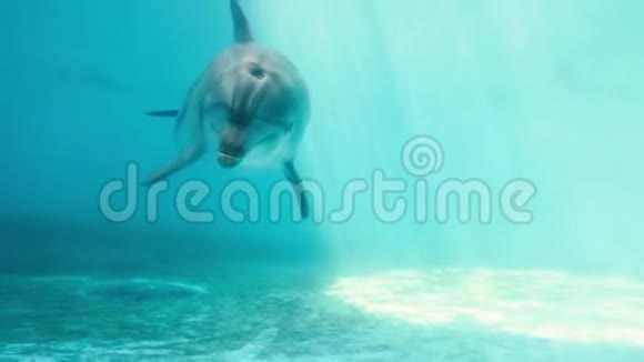 海豚在海里游泳视频的预览图